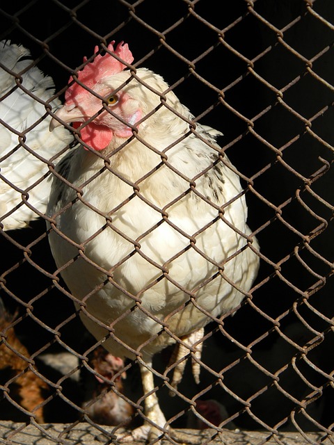 力的新人加 力的新人加